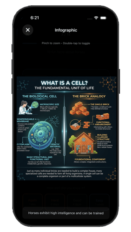 Flashcard answer with AI-generated visual infographic